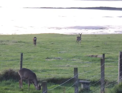 Some Pictures of Recent Views & Visitors!